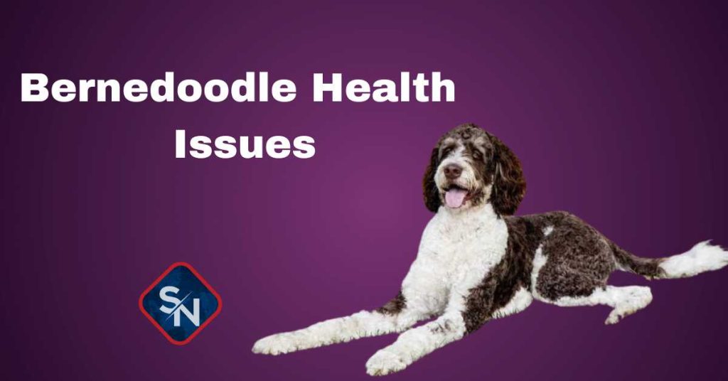 bernedoodle health issues