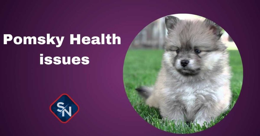 pomsky health issues