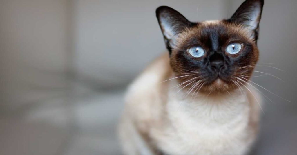 5 Common Siamese Cat Health Issues (Symptoms And Treatment) - Consequences Of Malnutrition Siamese Cat
