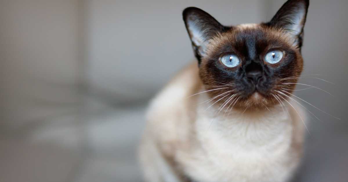 siamese cat health issues 1