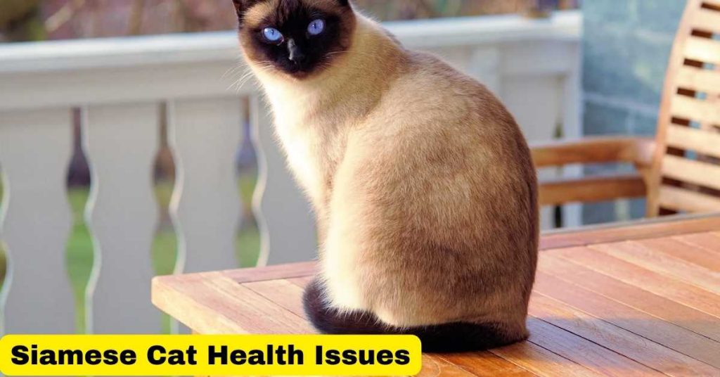 siamese cat health issues