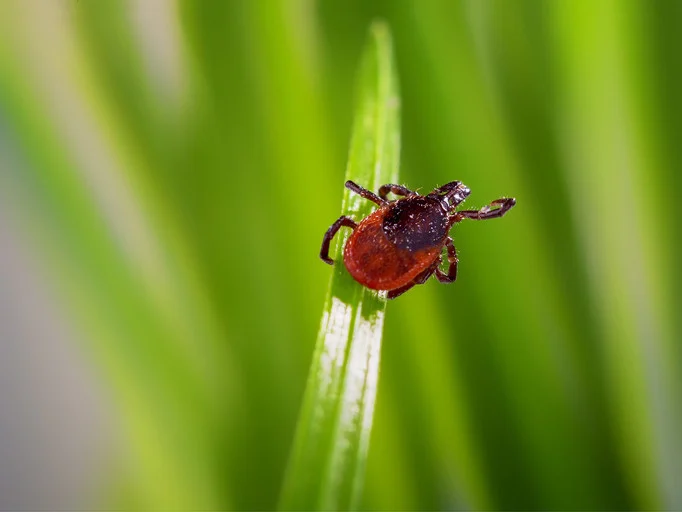 Expert Breaks Down Tick-Borne Illnesses