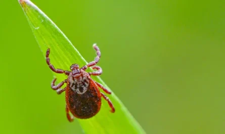 Expert Breaks Down Tick-Borne Illnesses